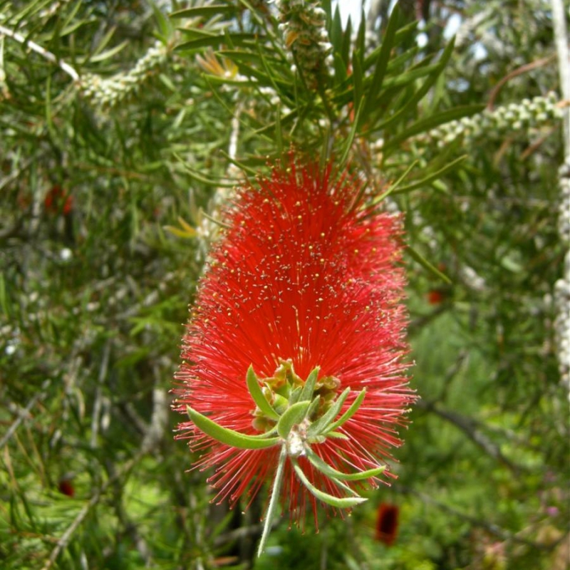 Lemon Bottlebrush Callistemon citrinus